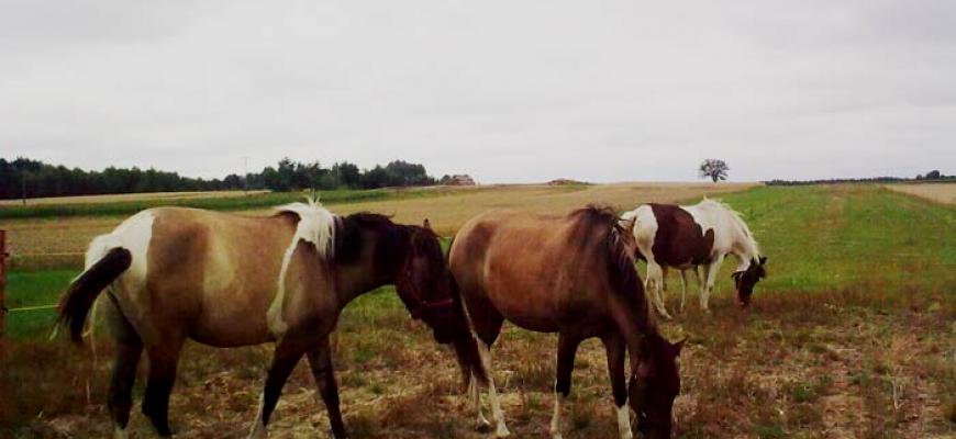 Stadnina koni w Ciemiętnikach - nieopodal gospodarstwa Danielówka